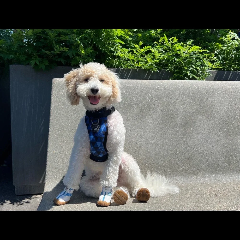 DURABLE, BREATHABLE, DOG SHOES - Picture 6 of 7